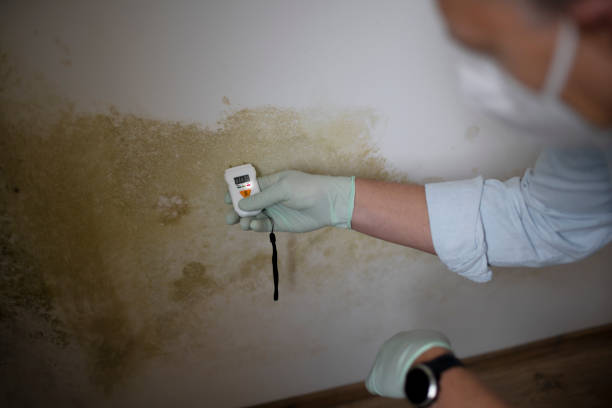 Mold Removal and Inspection in Plainview, MN